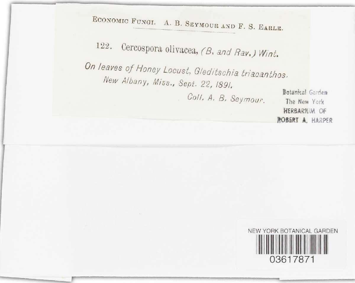 Cercospora olivacea image