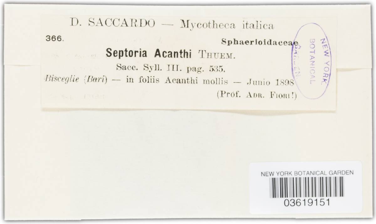 Septoria acanthi image