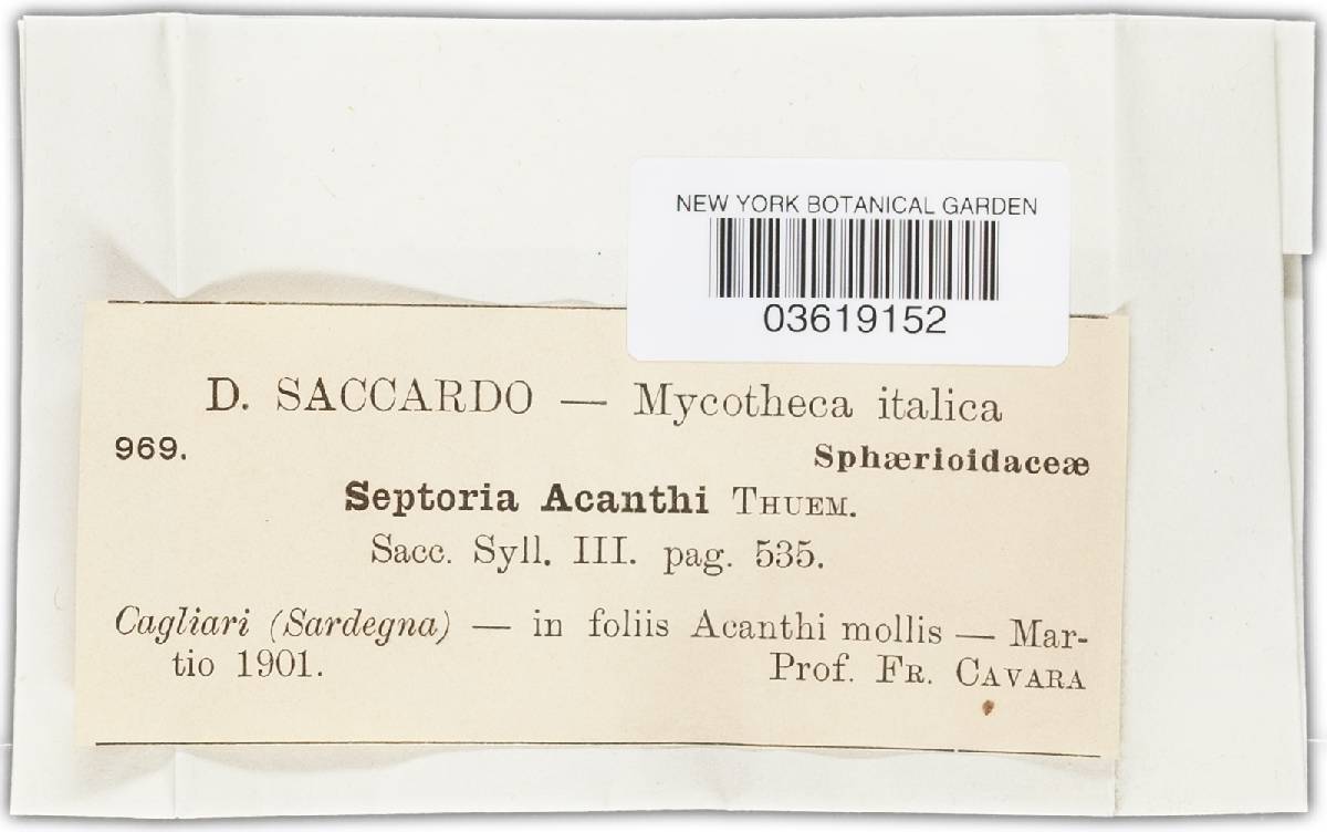 Septoria acanthi image