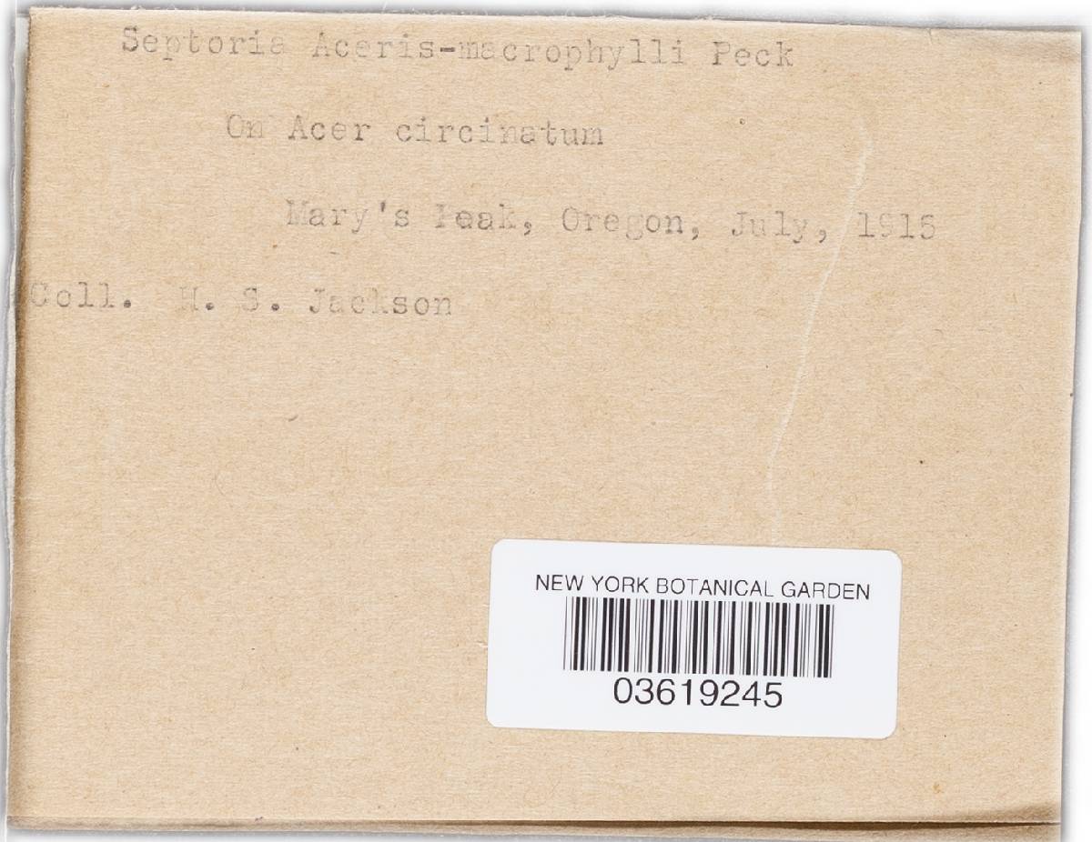Septoria aceris-macrophylli image