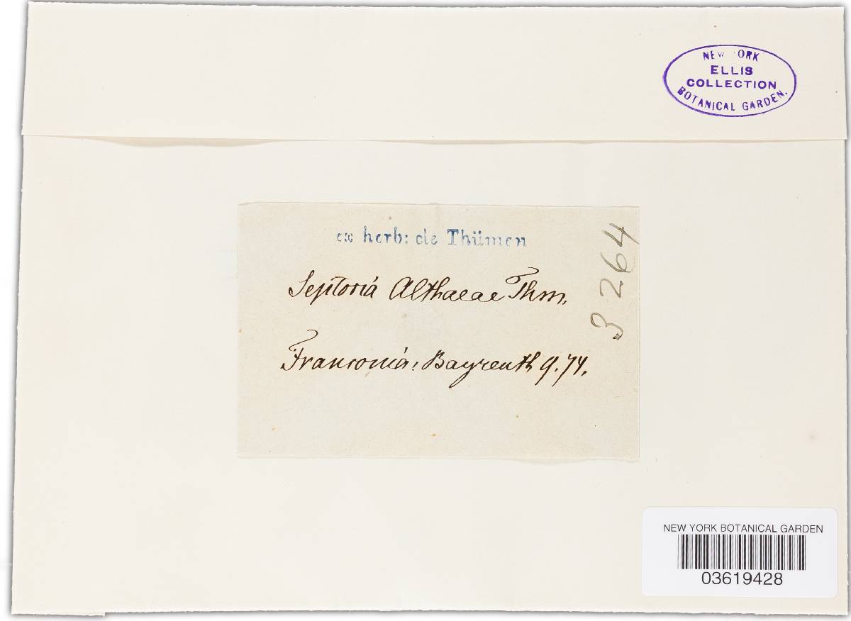 Septoria althaeae image