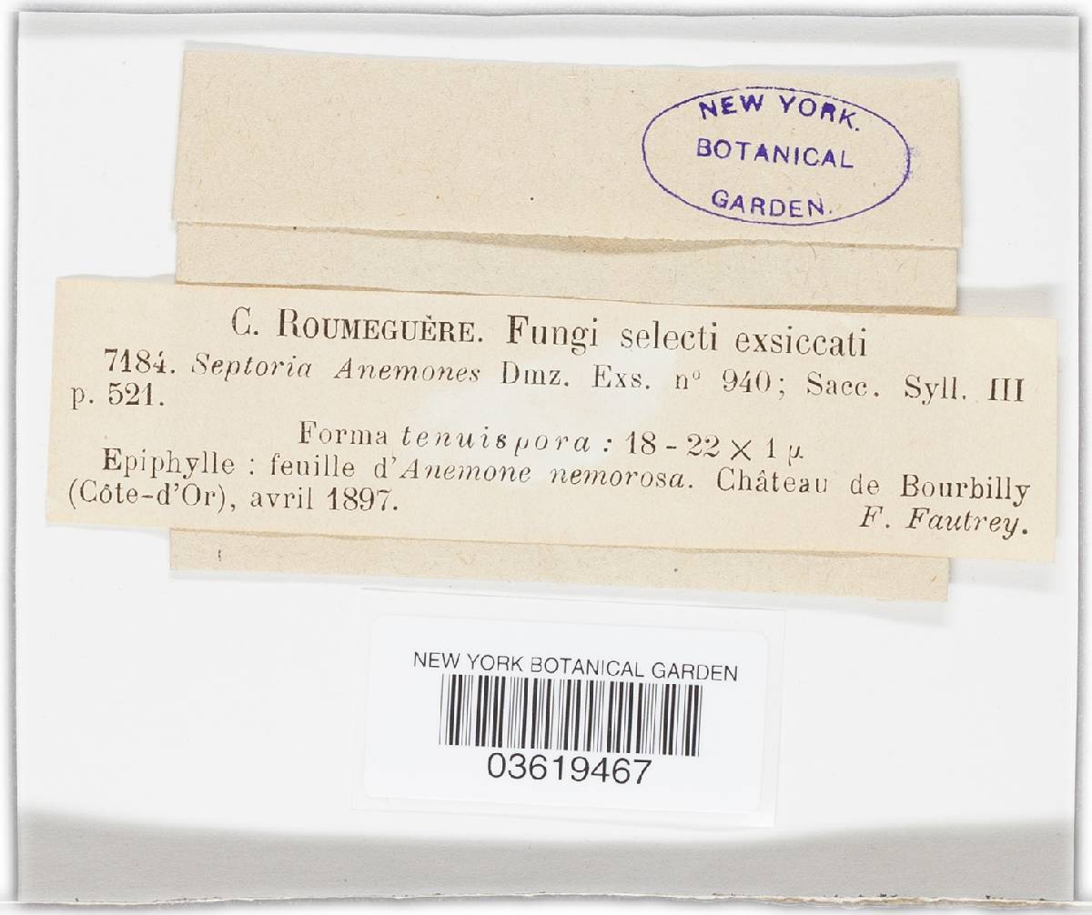 Septoria anemones image