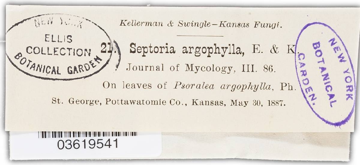 Septoria argophyllae image