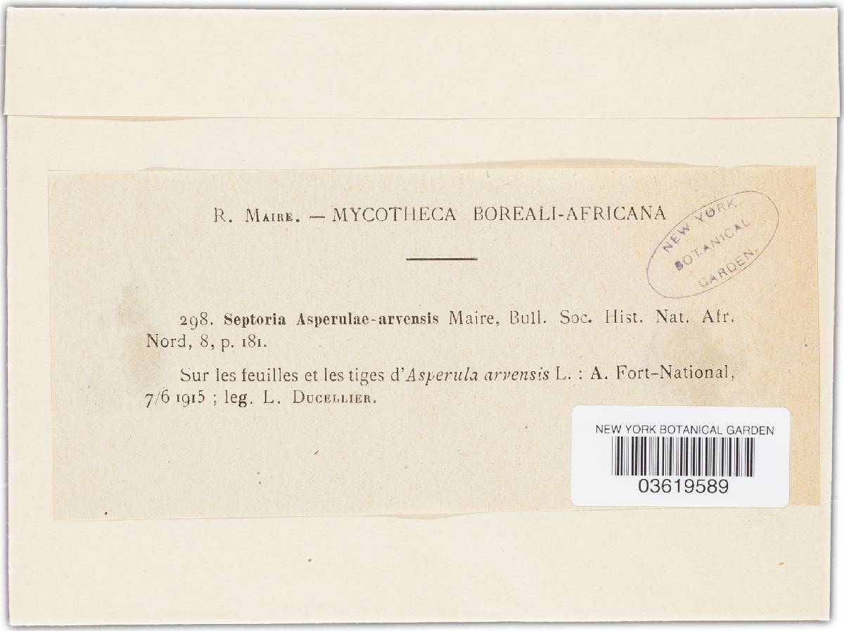 Septoria asperulae-arvensis image