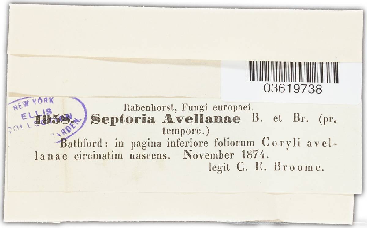 Asteroma coryli image
