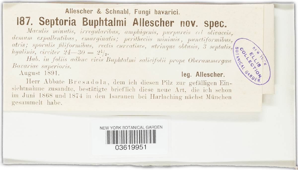 Septoria buphthalmi image