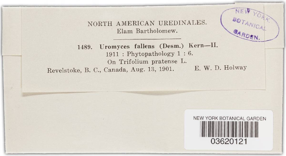 Uromyces fallens image