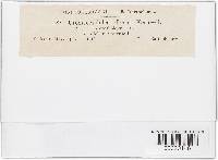 Uromyces fallens image