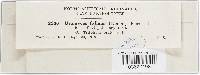 Uromyces fallens image