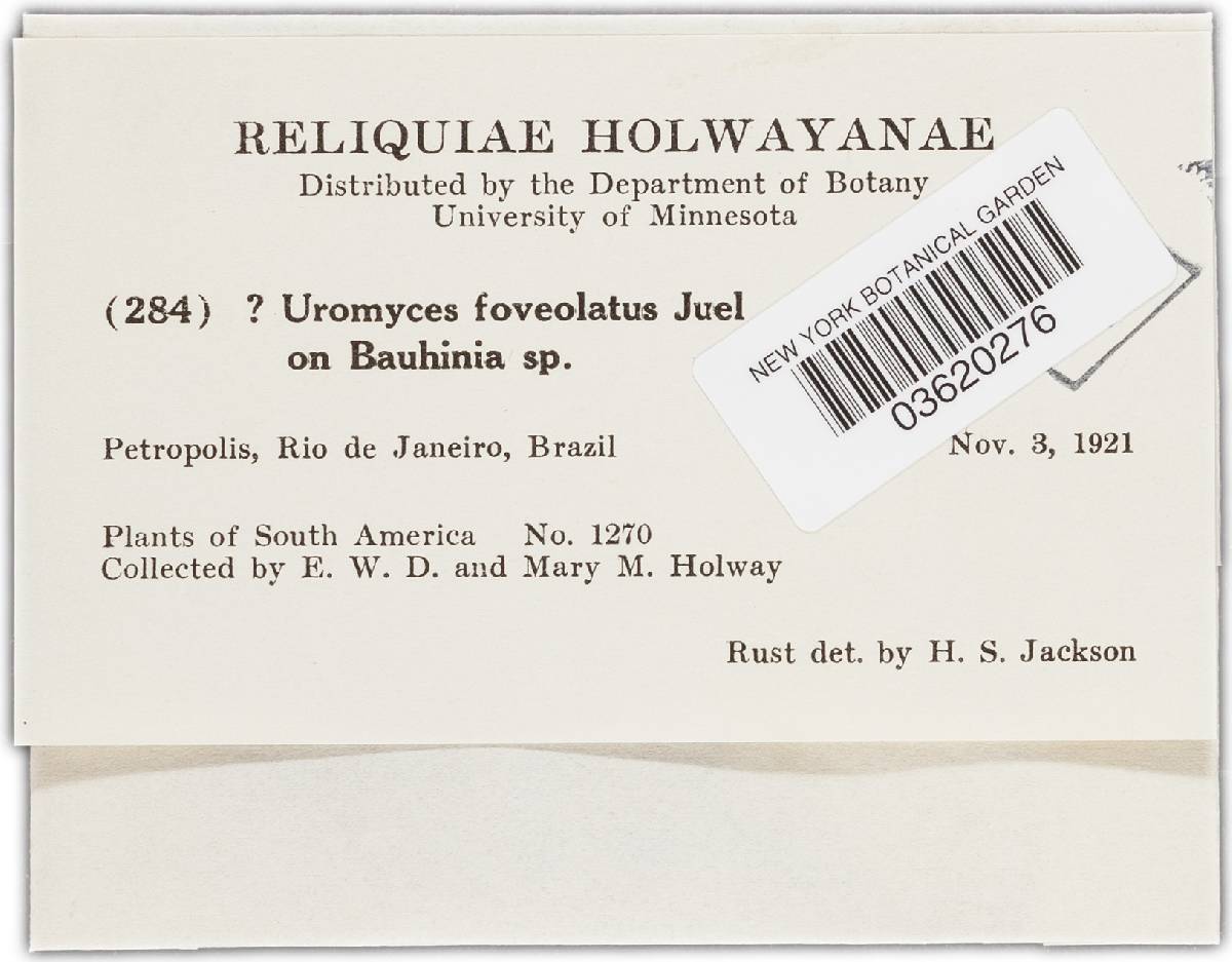 Uromyces foveolatus image