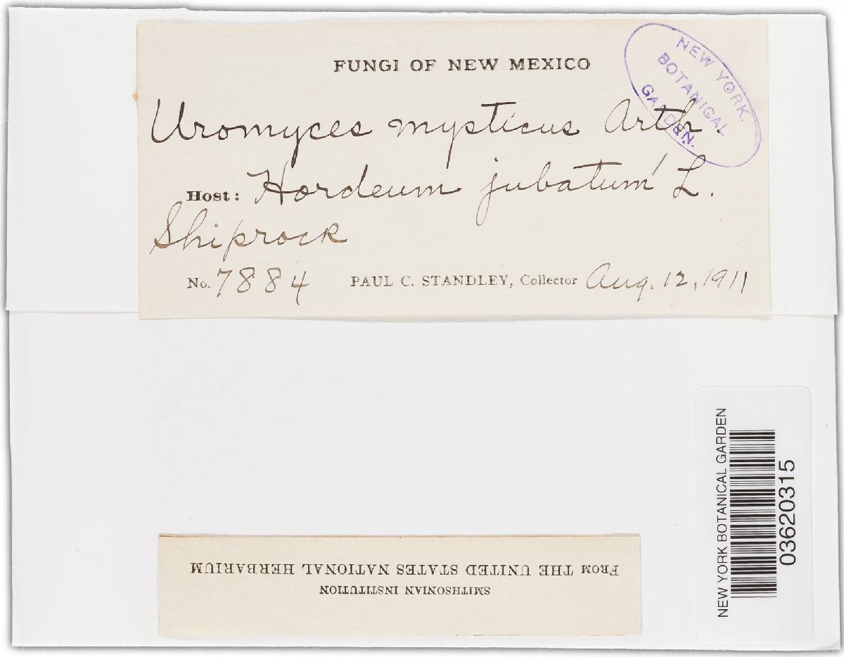 Uromyces fragilipes image