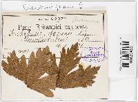 Uromyces geranii image
