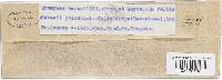 Uromyces geranii image