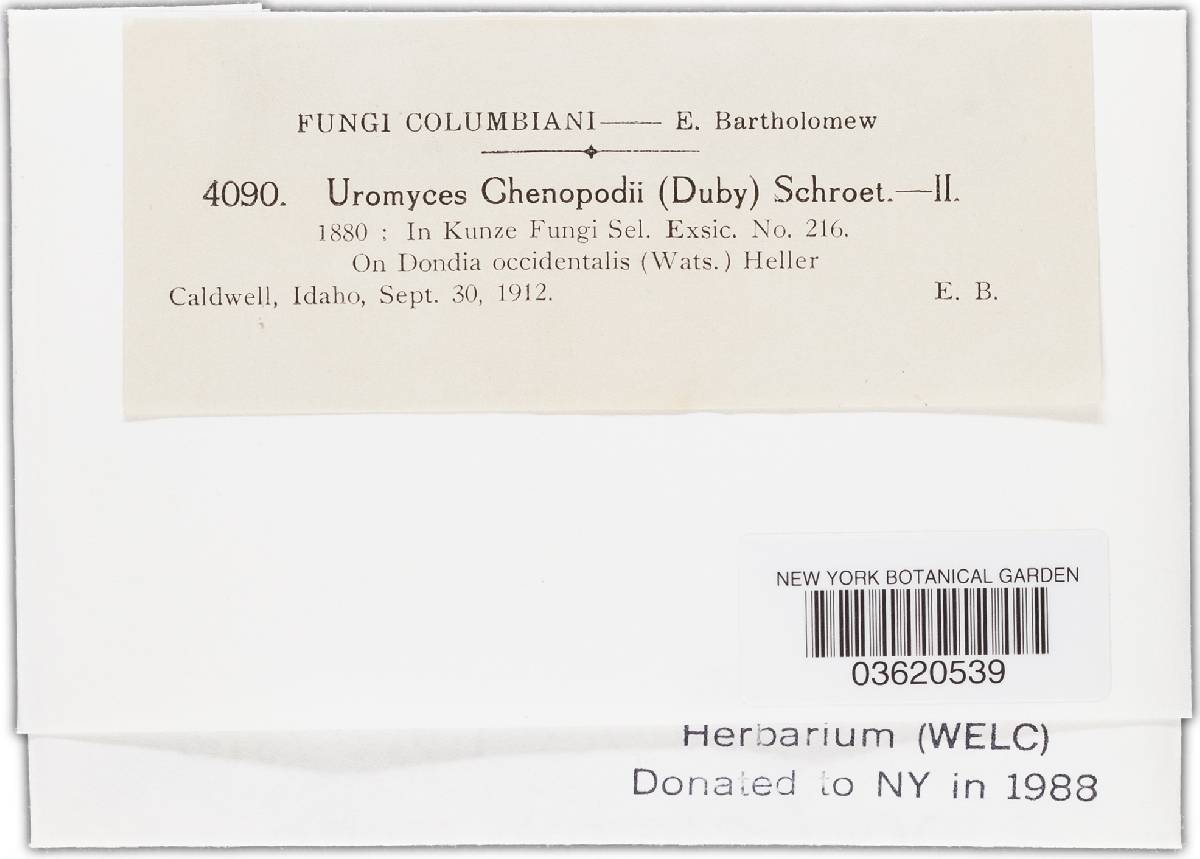 Uromyces giganteus image