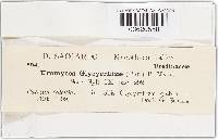 Uromyces glycyrrhizae image