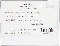 Uromyces glycyrrhizae image