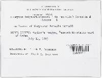 Uromyces hedysari-obscuri image