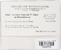 Uromyces hedysari-paniculati image