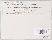 Uromyces hedysari-paniculati image