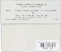 Uromyces hedysari-paniculati image