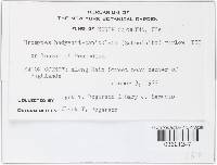 Uromyces hedysari-paniculati image
