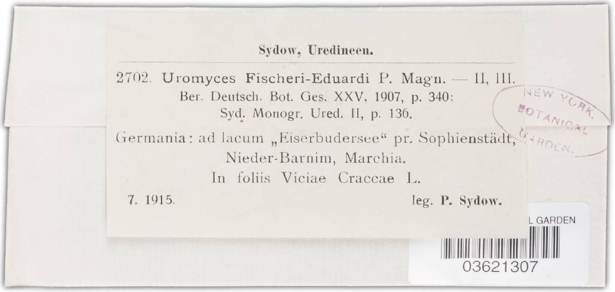 Uromyces heimerlianus image