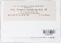 Uromyces heterodermus image