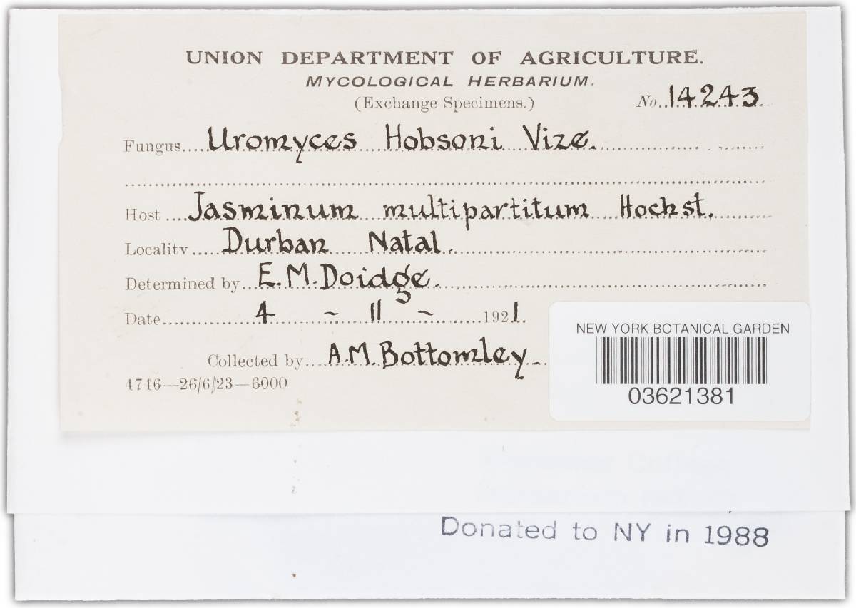 Uromyces hobsoni image