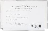 Uromyces holwayi image