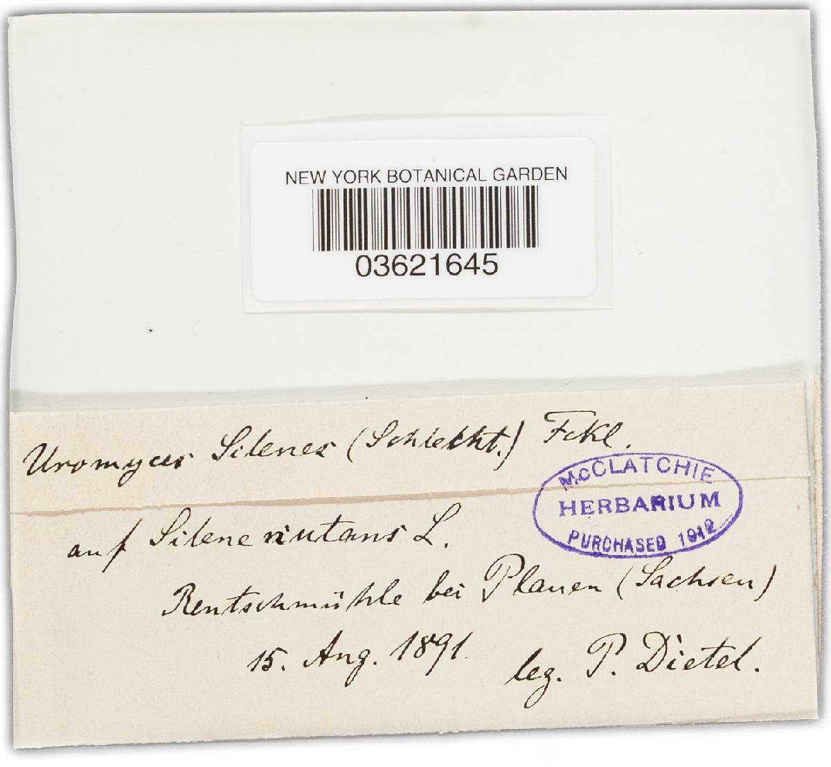 Uromyces inaequialtus image