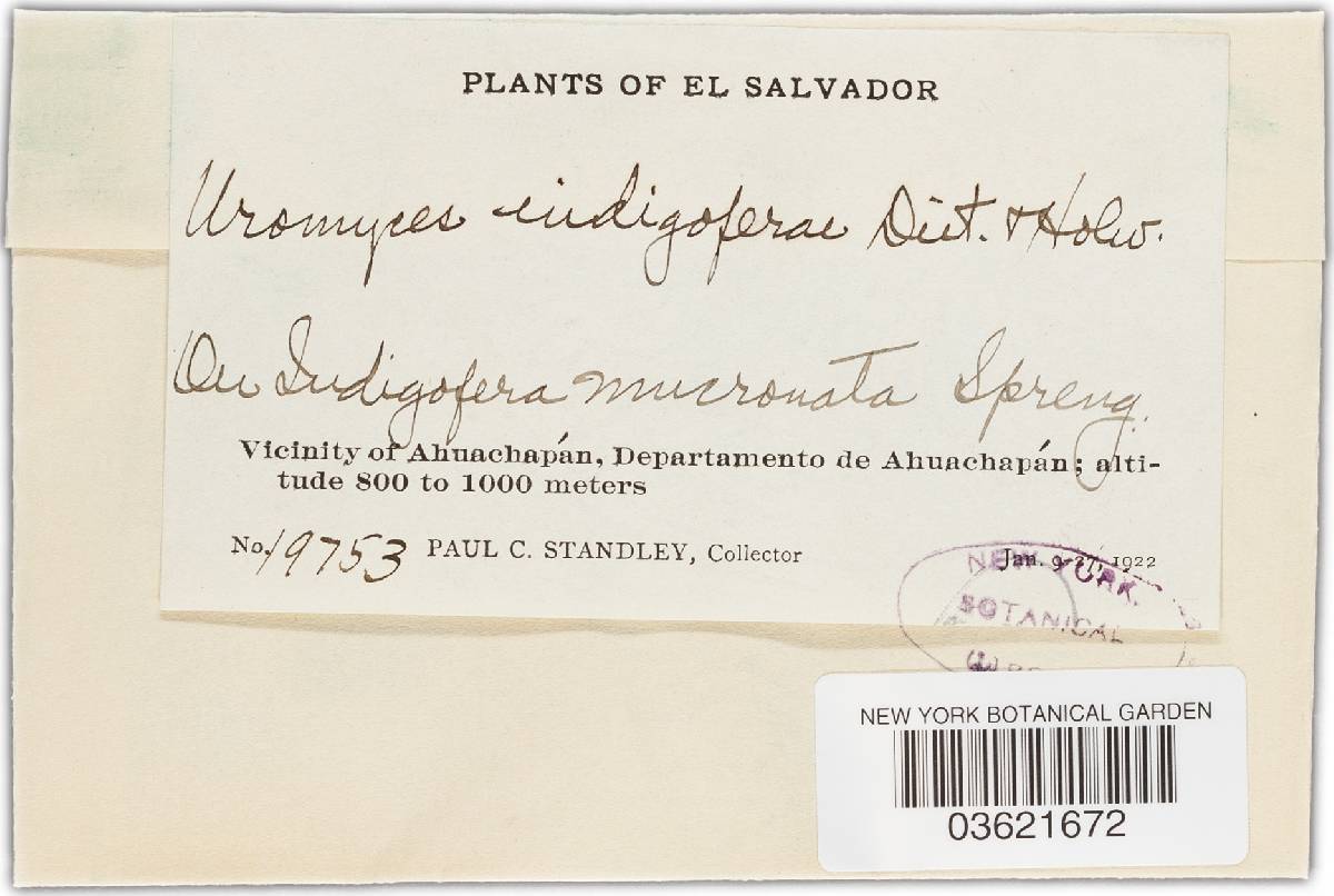 Uromyces indigoferae image