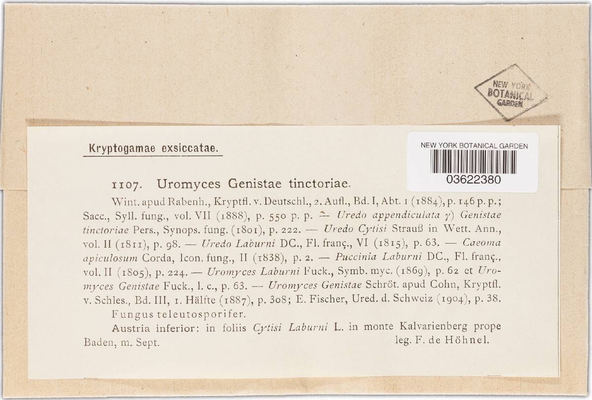 Uromyces pisi-sativi image