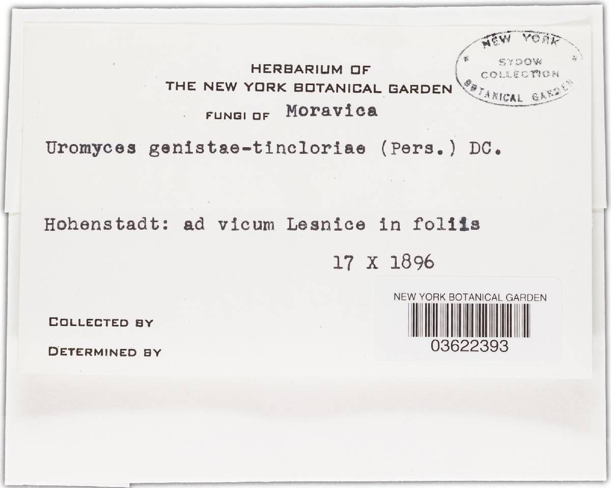 Uromyces pisi-sativi image