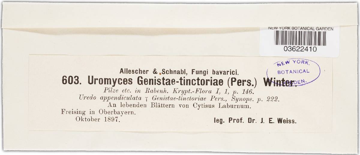 Uromyces pisi-sativi image