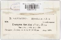 Uromyces pisi-sativi image