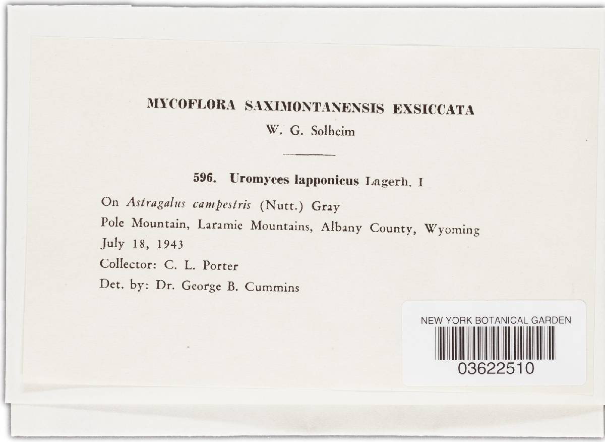 Uromyces lapponicus image