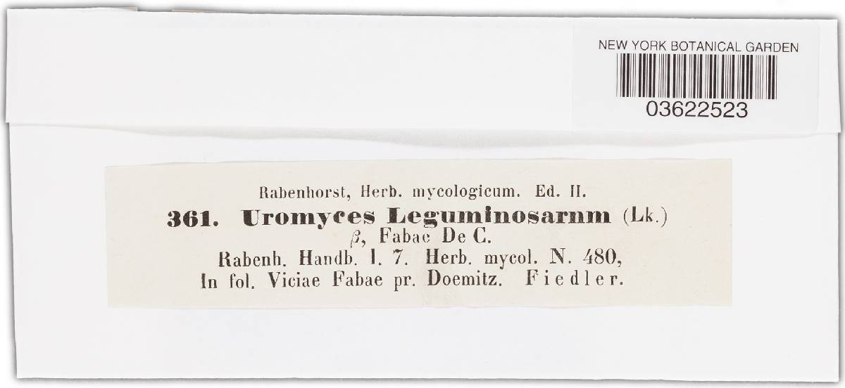 Uromyces leguminosarum image