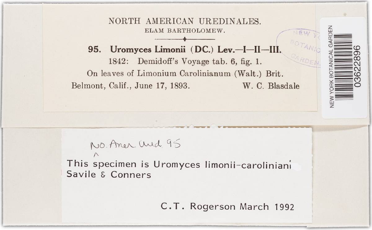 Uromyces limonii-caroliniani image