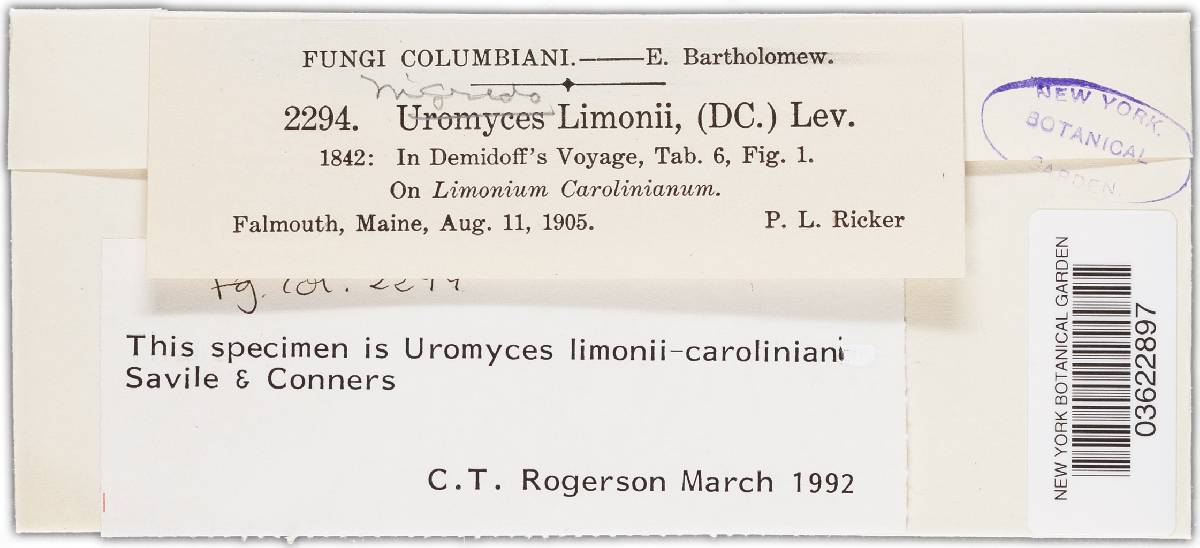Uromyces limonii-caroliniani image