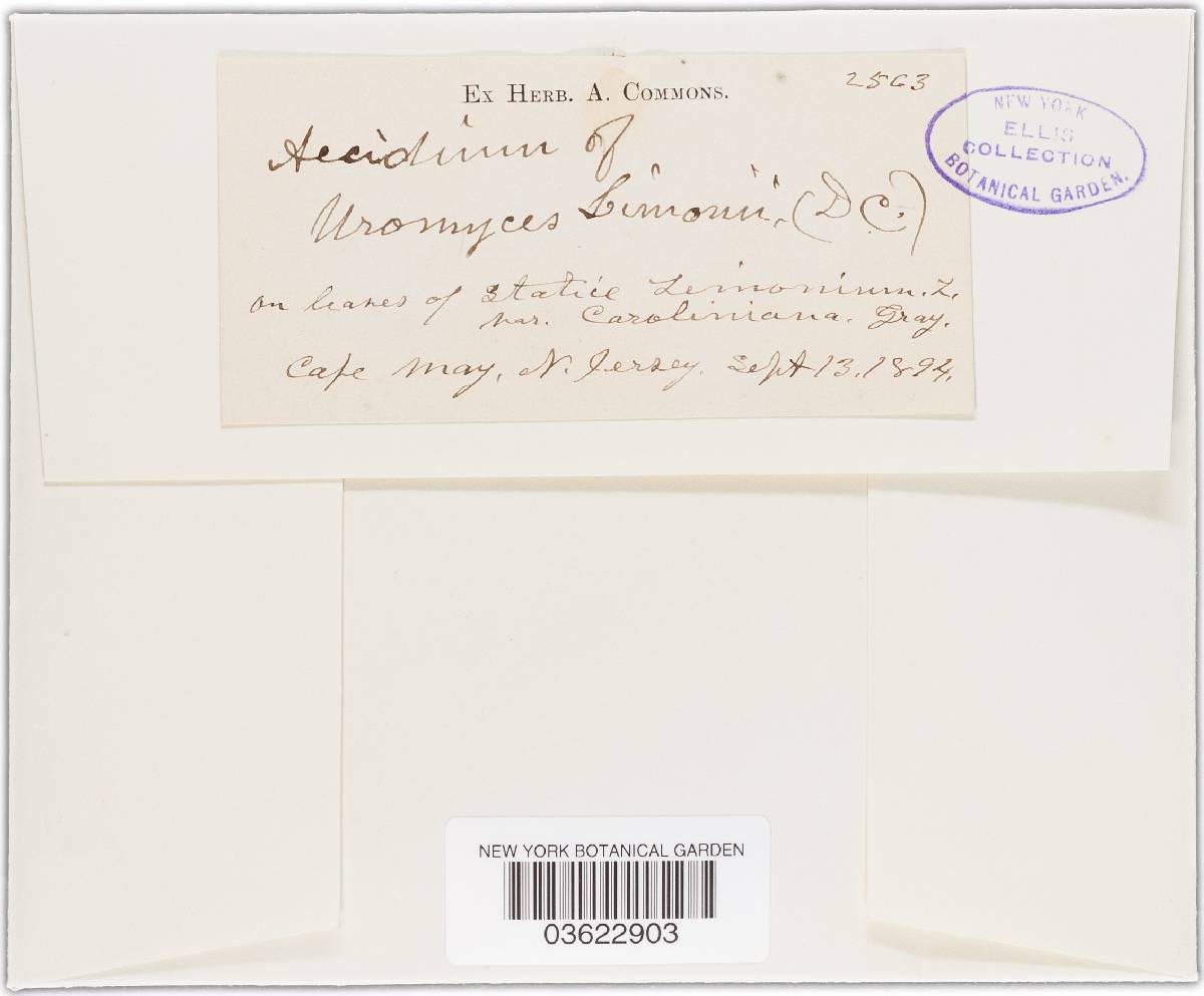 Uromyces limonii-caroliniani image