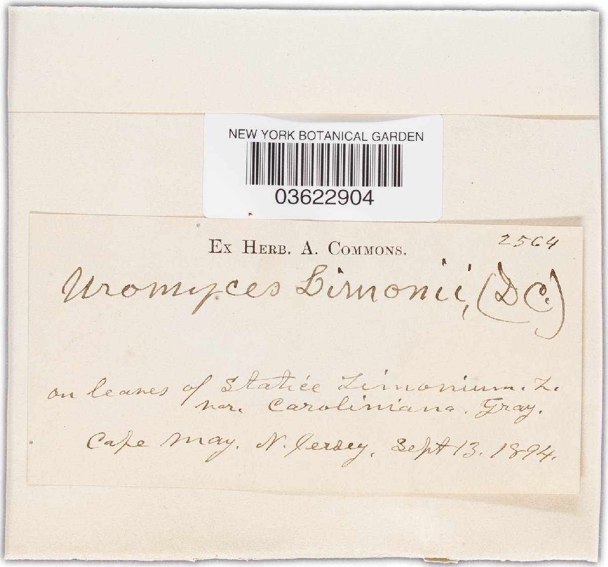 Uromyces limonii-caroliniani image