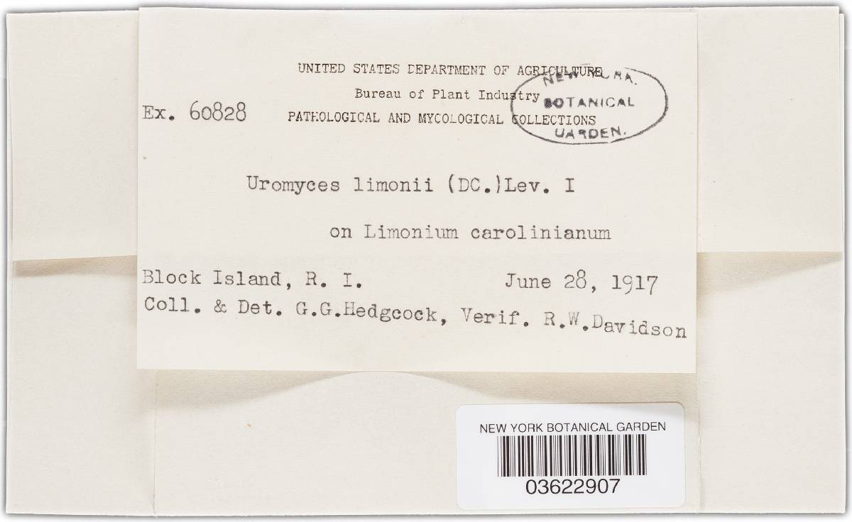 Uromyces limonii-caroliniani image