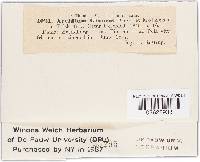 Uromyces lineolatus image