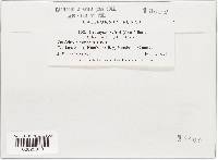 Uromyces lineolatus image