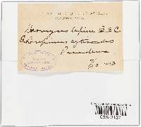 Uromyces lupini image