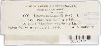 Uromyces lupini image
