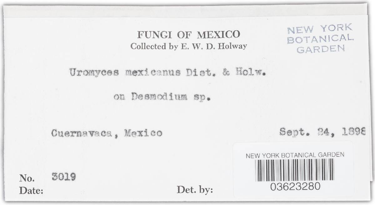 Uromyces mexicanus image