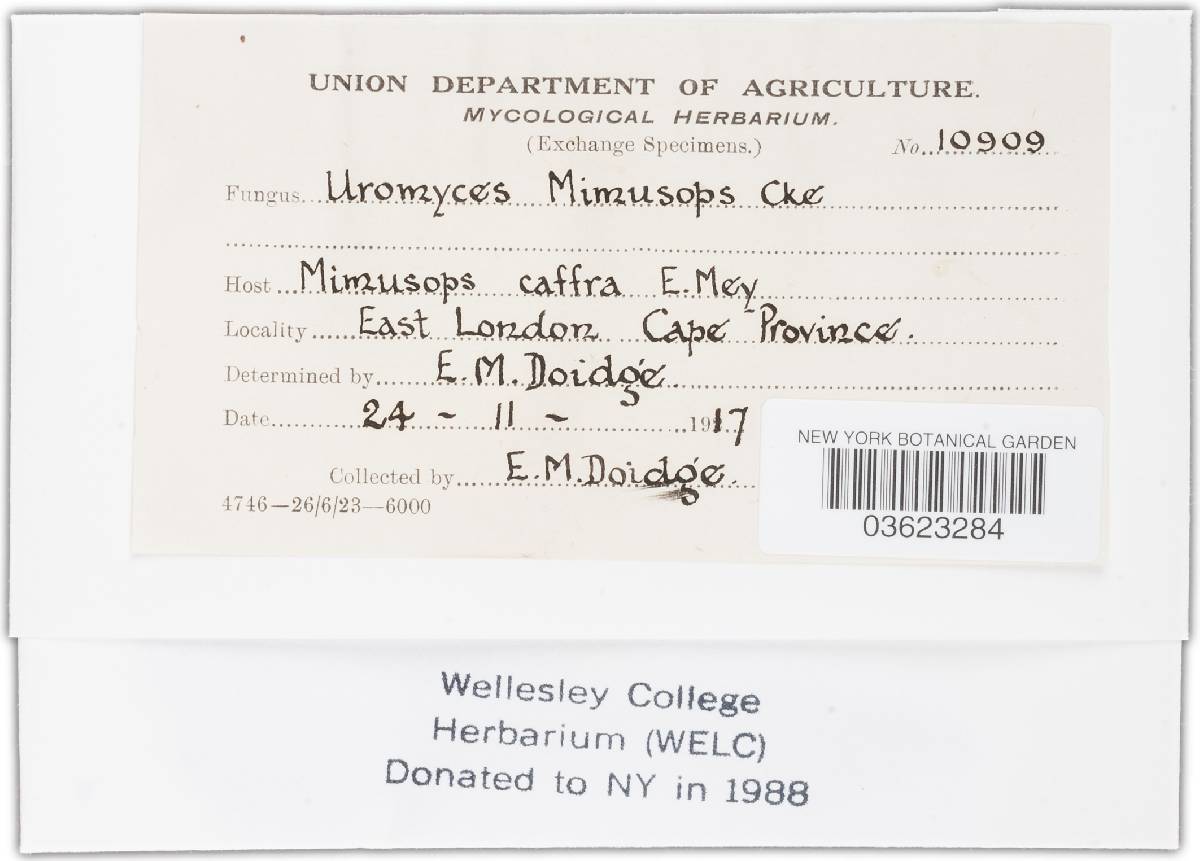 Maravalia mimusops image
