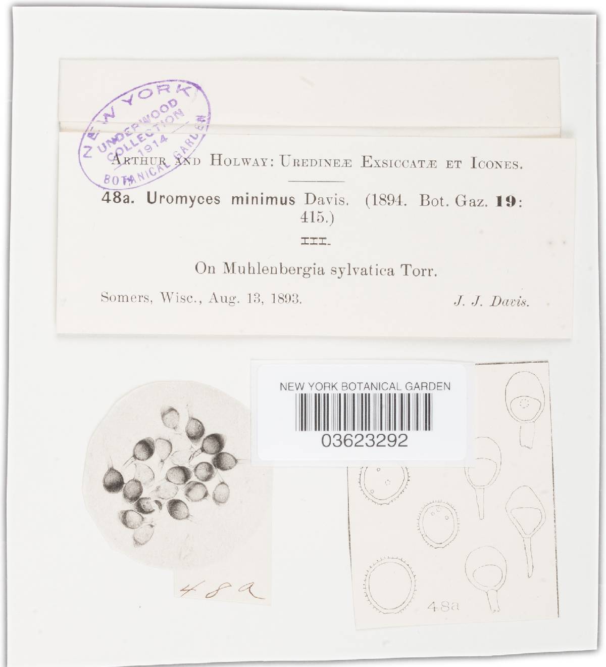 Uromyces minimus image