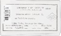 Uromyces minor image